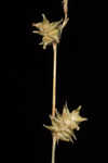 Prickly bog sedge